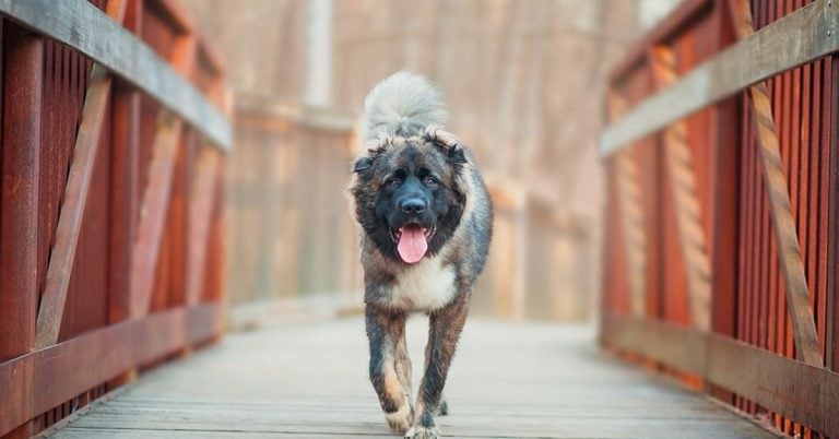Are You Ready For A Dog Like The Caucasian Ovcharka?