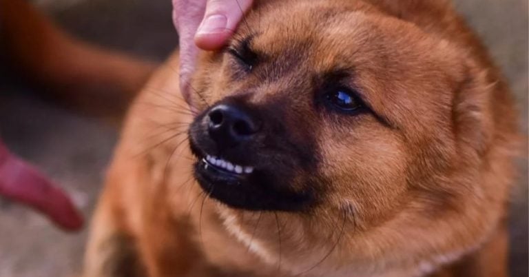 15 Hidden Factors That Spark Aggressive Behavior In Dogs