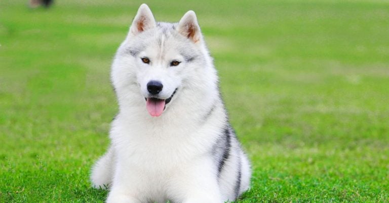 15 Dog Breeds That Look Cute But Require Serious Commitment