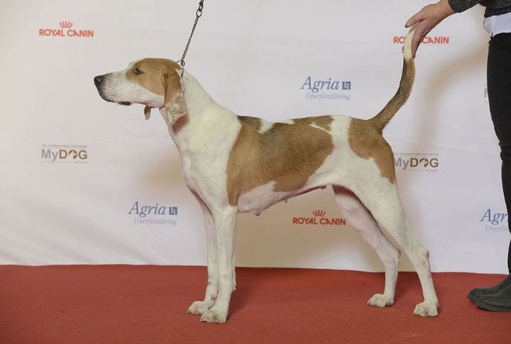 American Foxhound