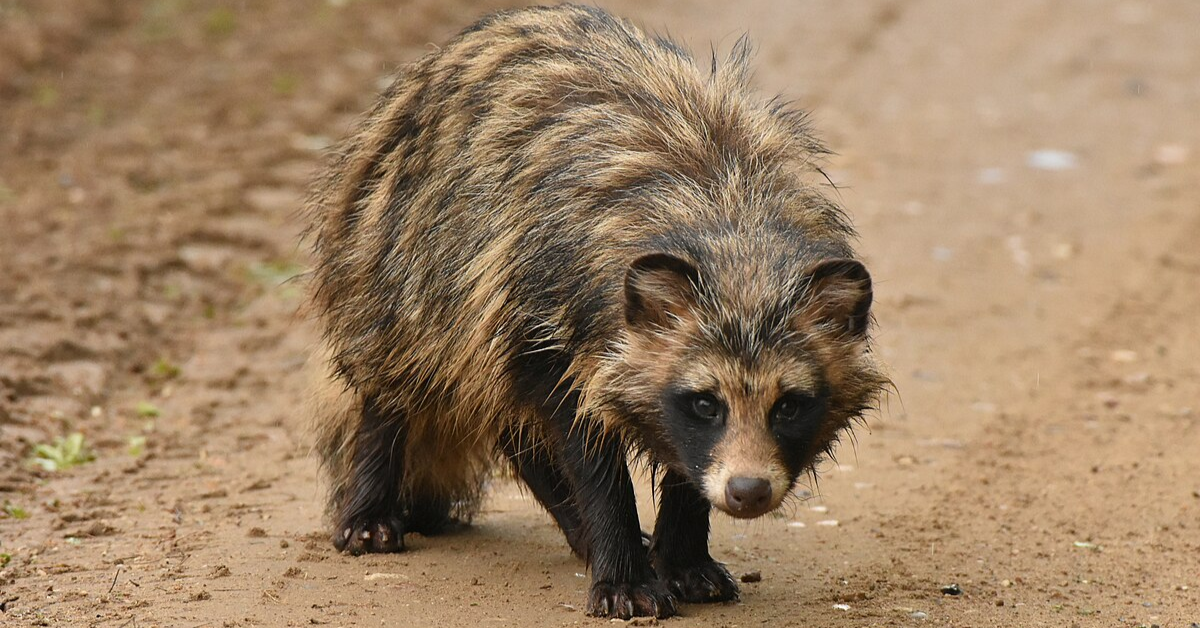 15 Insights Into The Mysterious Raccoon Dogs