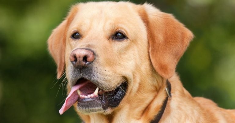 15 Ways To Keep Your Labrador Healthy 