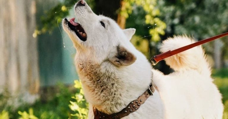 15 Quick Fixes To Use When Your Dog Starts Acting Out