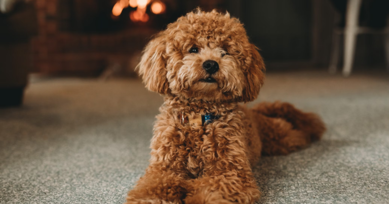 Discover 15 Dog Breeds Known For Their Incredibly Soft Coats