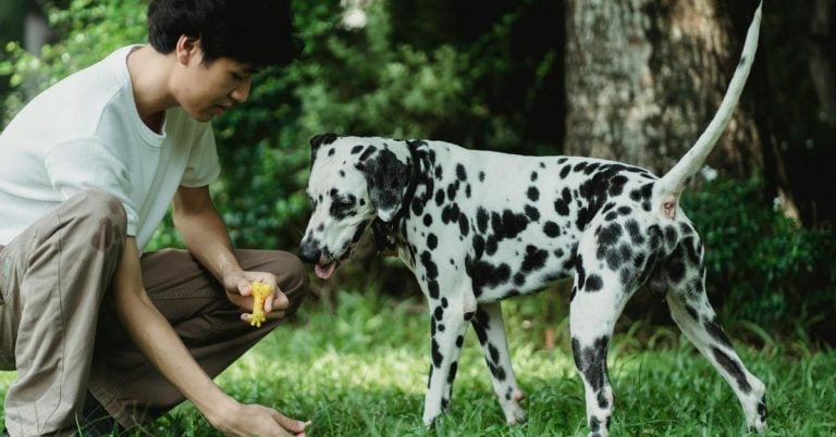 15 Mental Workouts To Keep Your Dog Engaged Anywhere