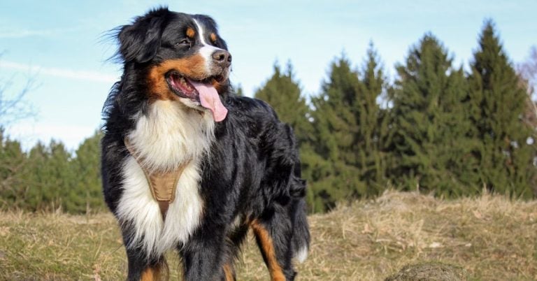 Why Holding Off On Neutering Matters For These Dogs