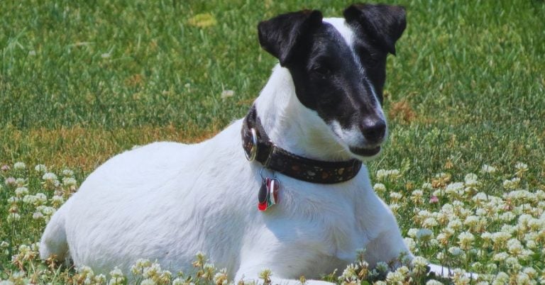 15 Things To Know About The Smooth Fox Terrier