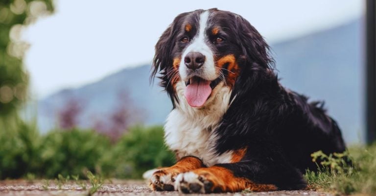 These 15 Dog Breeds Live Fast And Leave Early