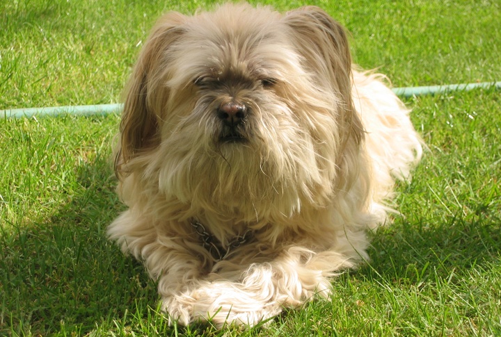 Lhasa Apso