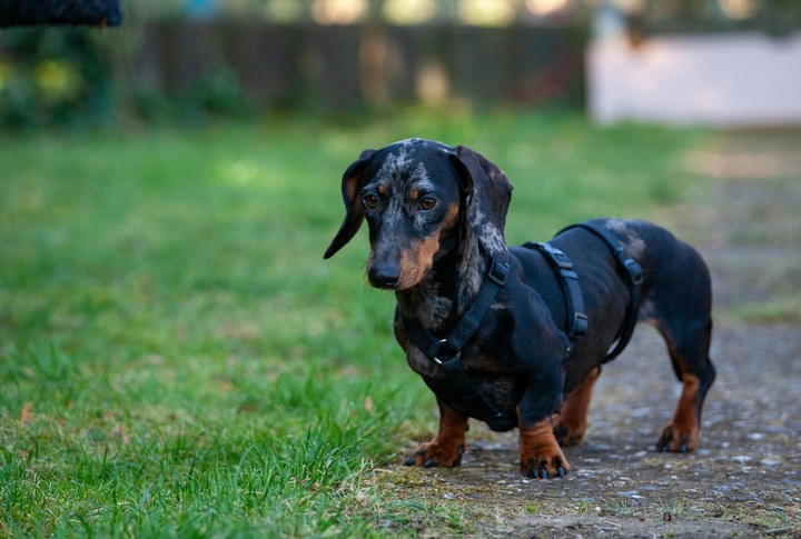 Dachshund
