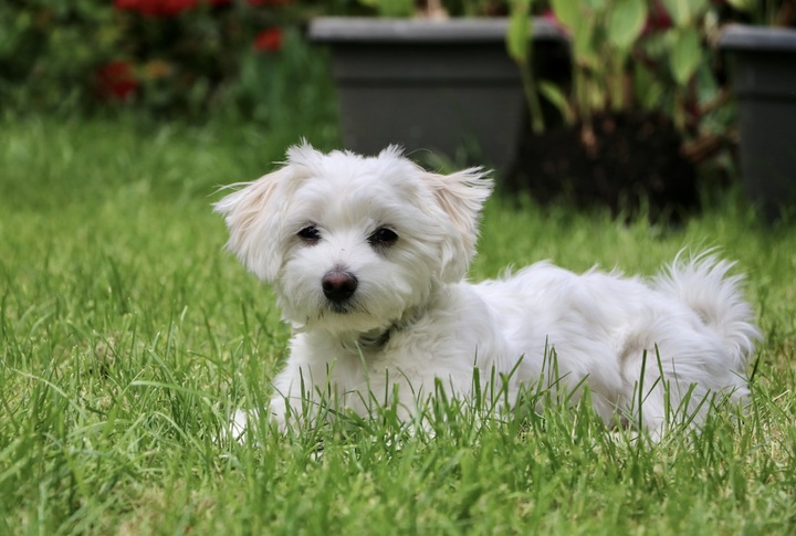 Maltese
