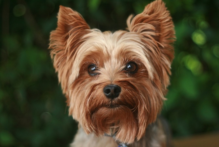 Yorkshire Terrier