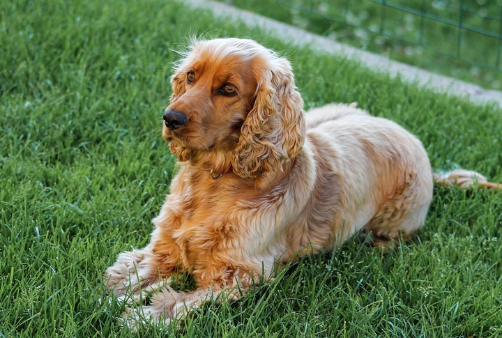 Cocker Spaniel