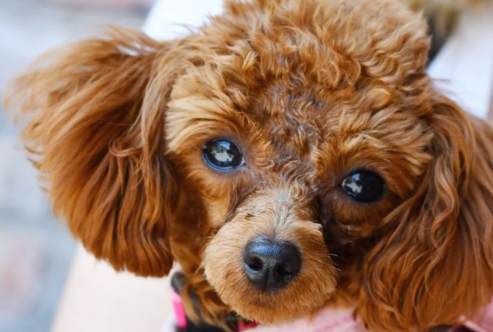 Toy Poodle