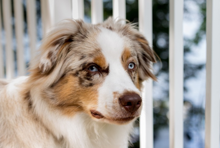 Australian Shepherd