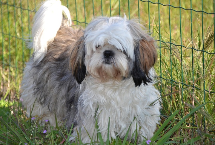 Shih Tzu