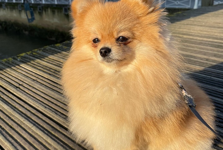 Pomeranian