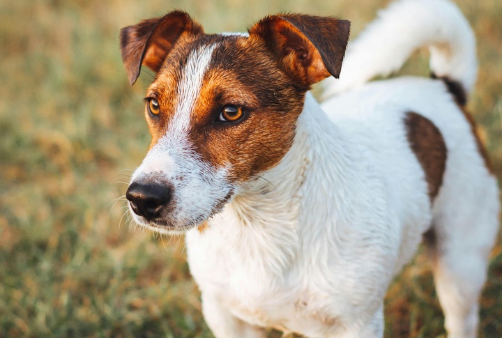 Jack Russell Terrier