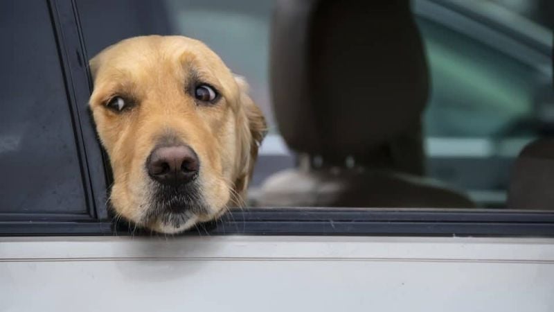 Travel and Vet Anxiety: When Car Rides and Clinics Cause Panic
