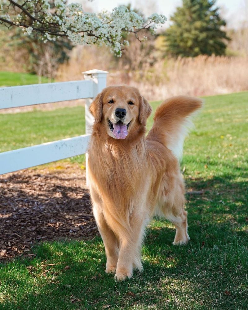 Golden Retrievers