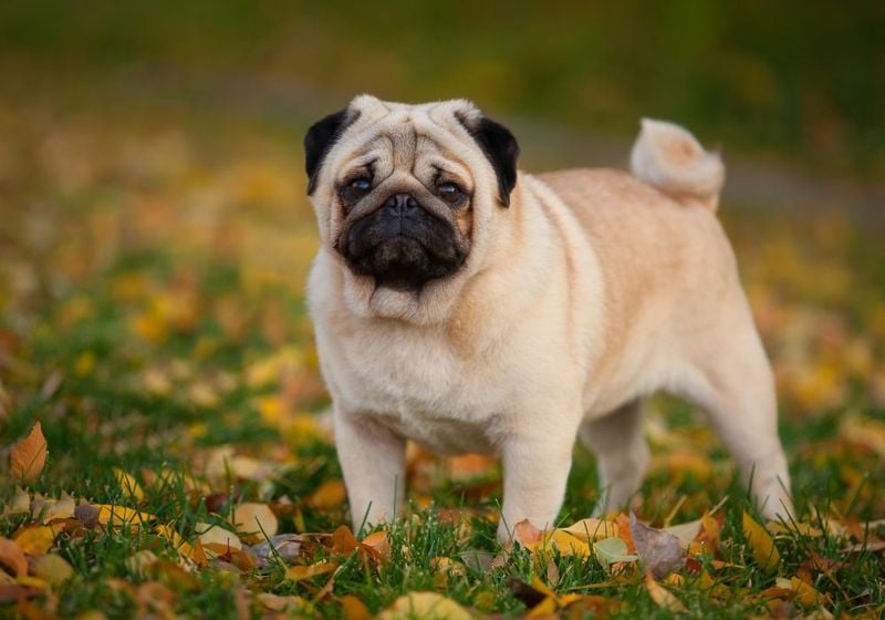 Pug