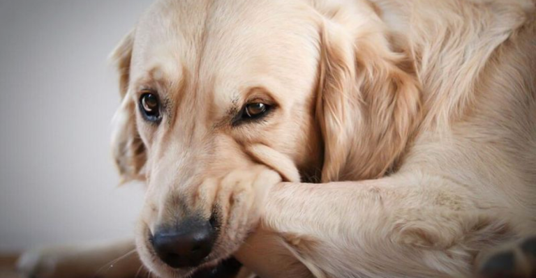What It Really Means When Dogs Chew Their Paws