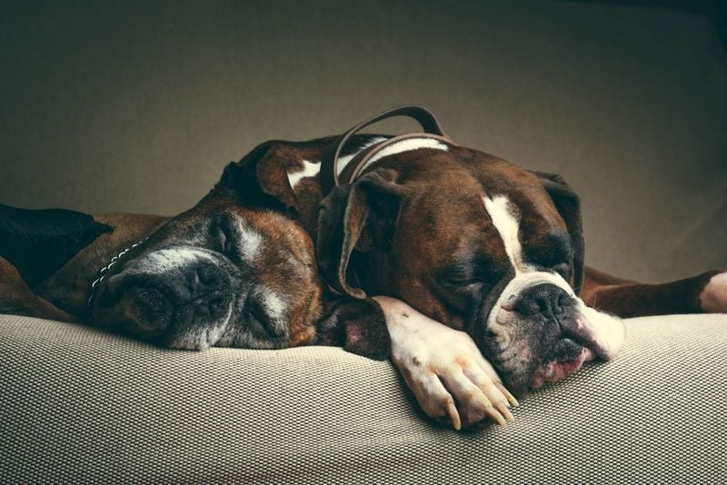 Built-in Companionship