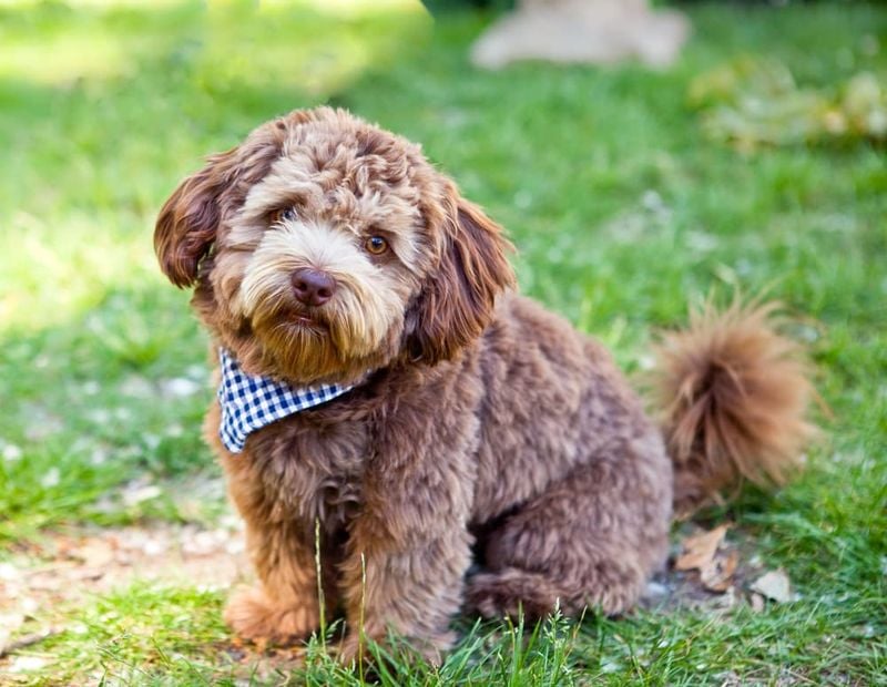 Schnoodle