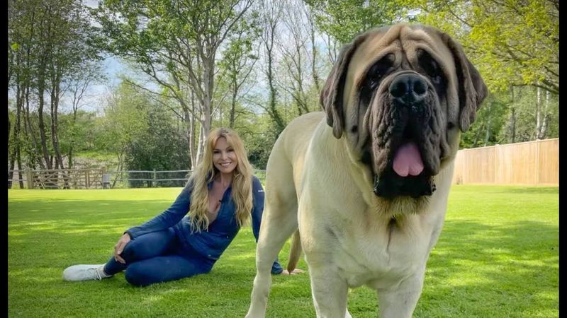 Mastiff (English Mastiff)