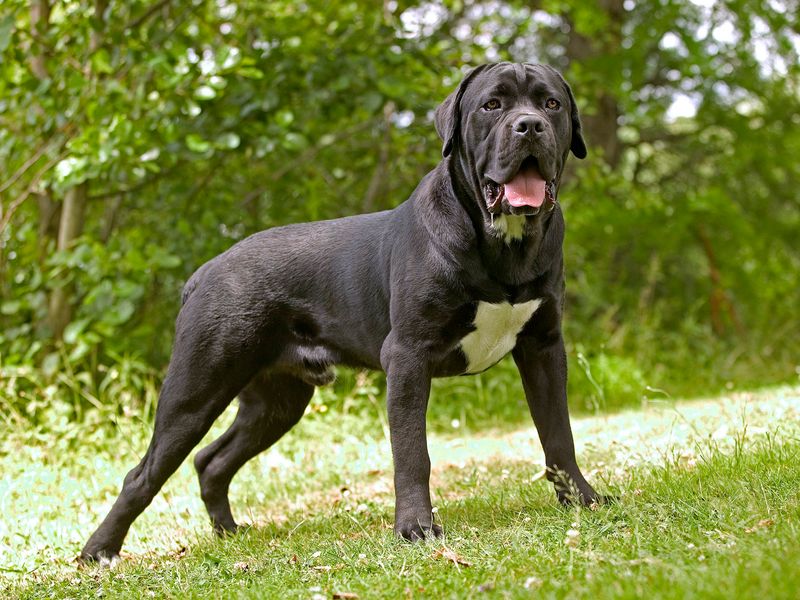 Cane Corso: Italian Bodyguards