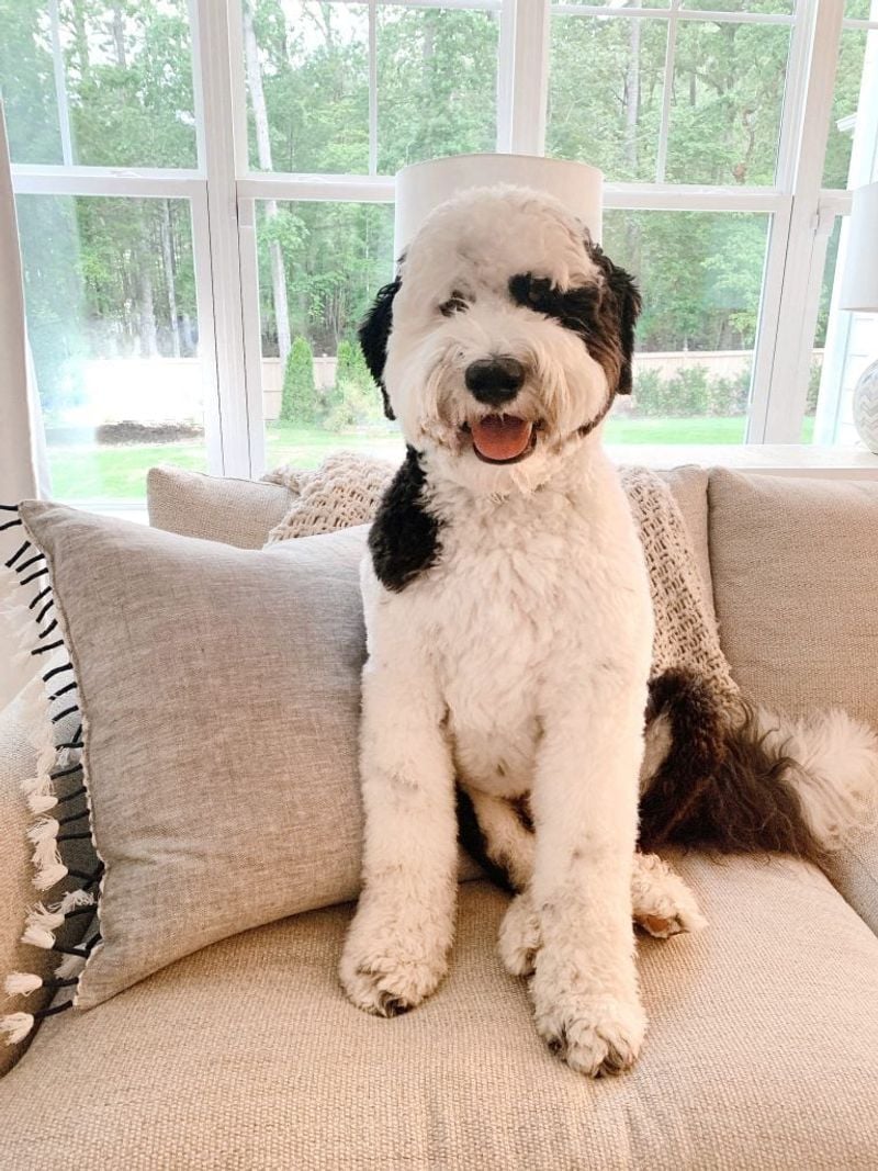 Pros & Cons of Owning a Sheepadoodle