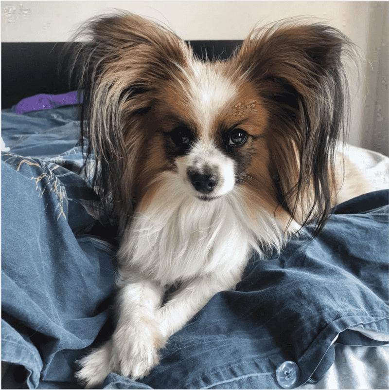 Papillon: The Butterfly-Eared Genius