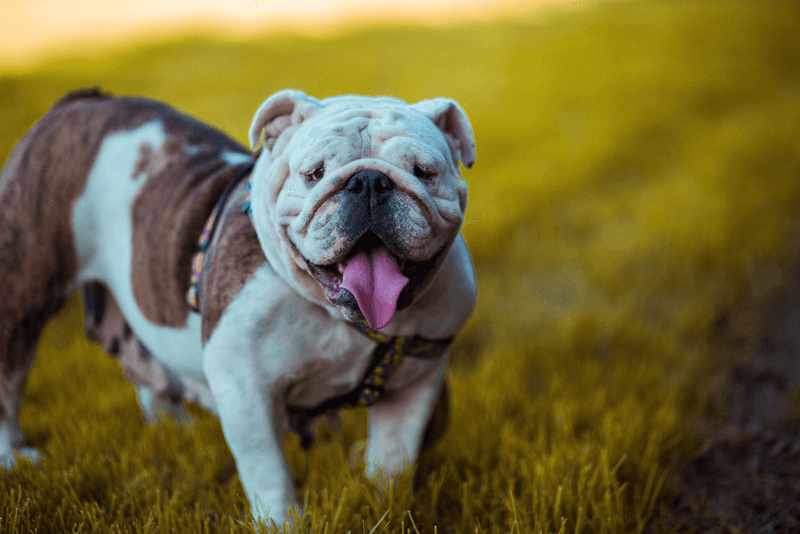 Olde English Bulldogge: The Healthier Revival