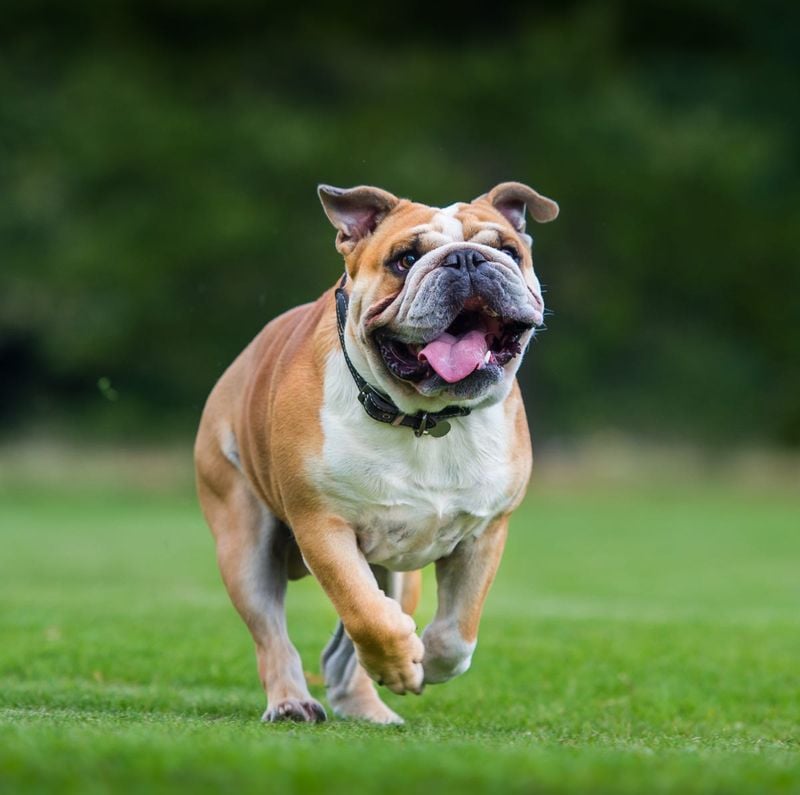 American Bulldog