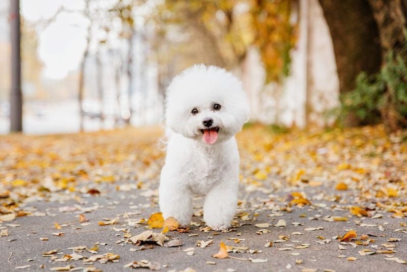 Bichon Frise: The Living Teddy Bear