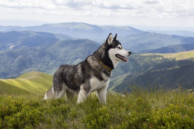 Siberian Husky: Born to Chase