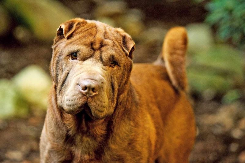 Shar Pei