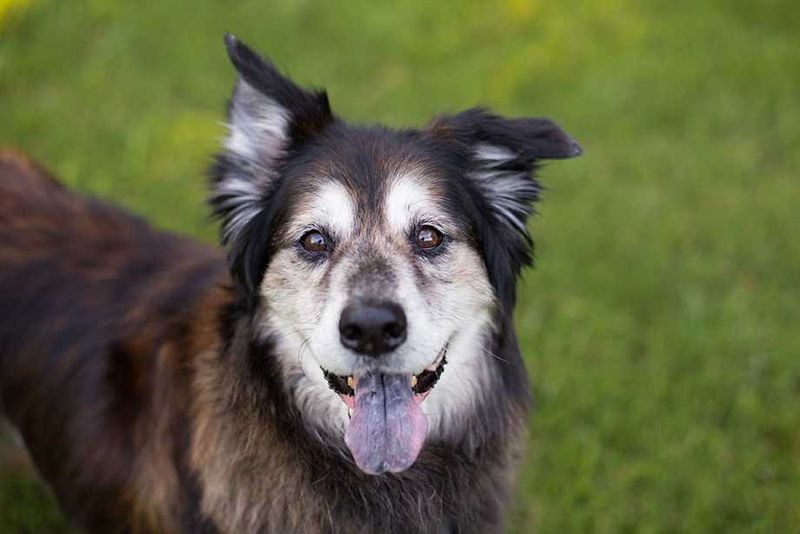 All Older Dogs Will Eventually Go Blind or Deaf