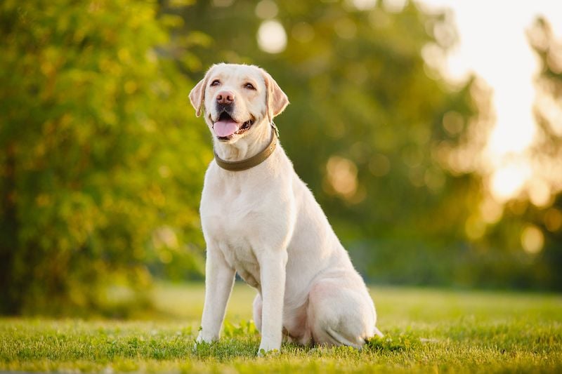 Labrador Retrievers: The Intuitive Healers
