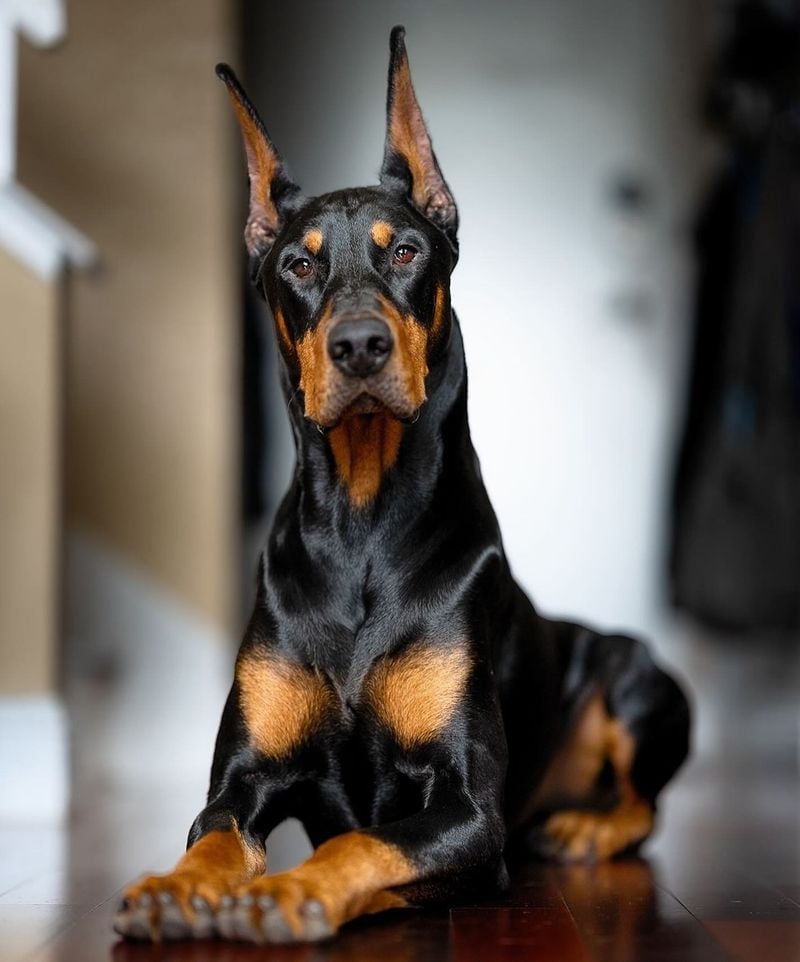 Doberman Pinschers