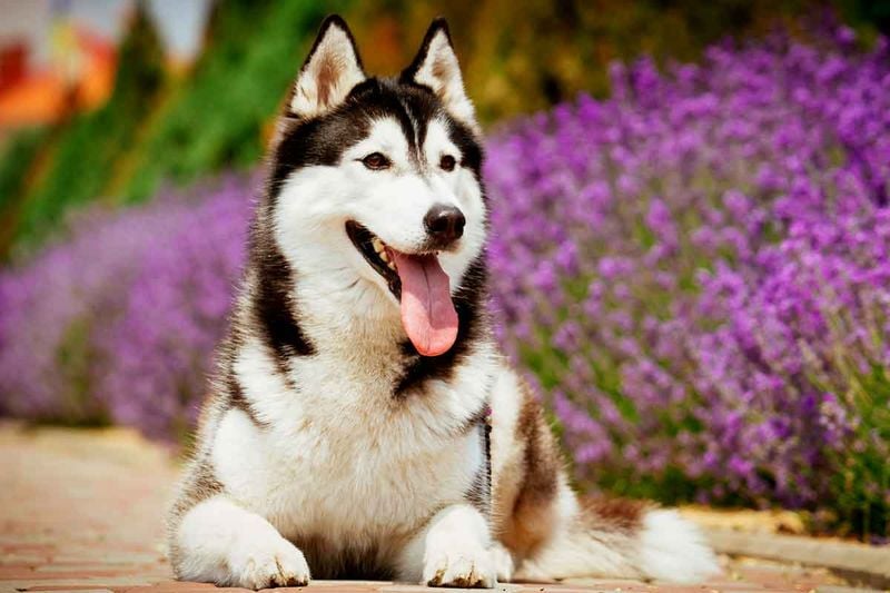 Siberian Husky: The Free-Spirited Snow Dog