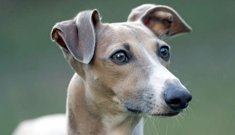 Italian Greyhound