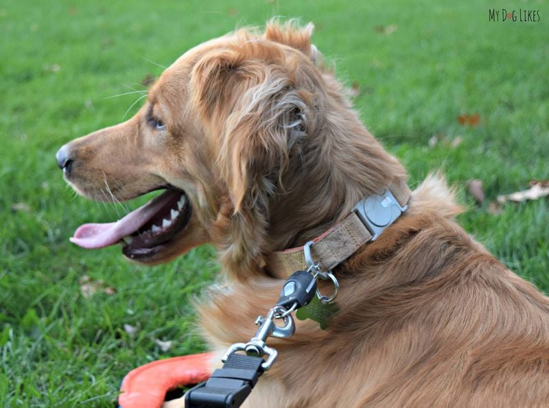 Leash Attachment