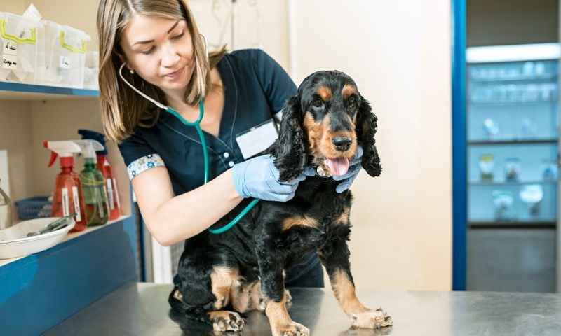 Stay on Top of Vet Visits