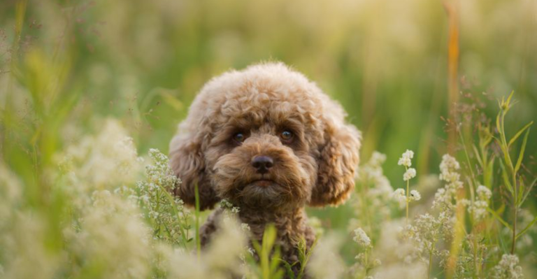 10 Adorable Dog Breeds That Look Like Puppies Forever