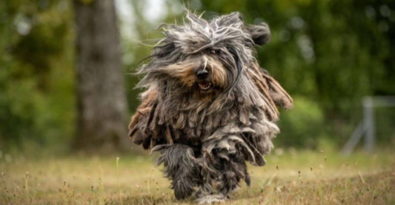 10 Dog Breeds That Look Like Pokémon Come to Life