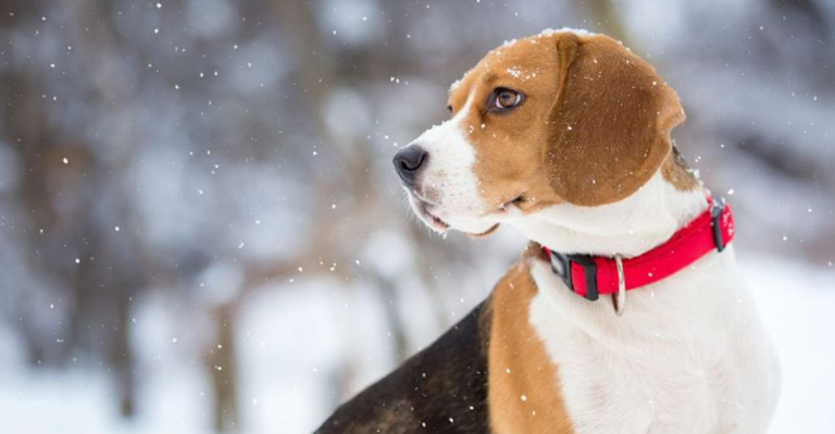 10 Dogs That Can Handle the Cold Better Than You’d Think & 5 That Prefer the Heat