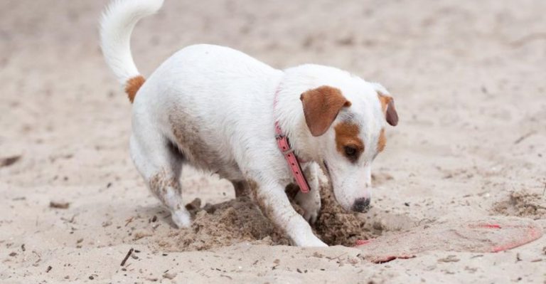 10 Dogs That’ll Dig Up Your Yard—and 10 That Won’t Touch a Tulip