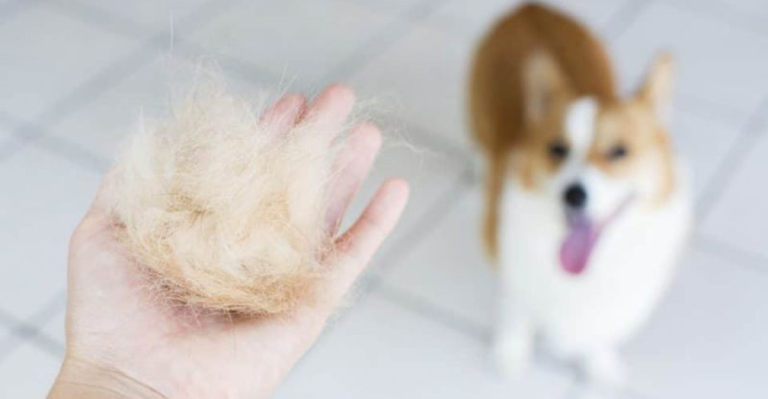 10 Expert Tips to Control Dog Shedding (And When It’s Time to Call the Vet)