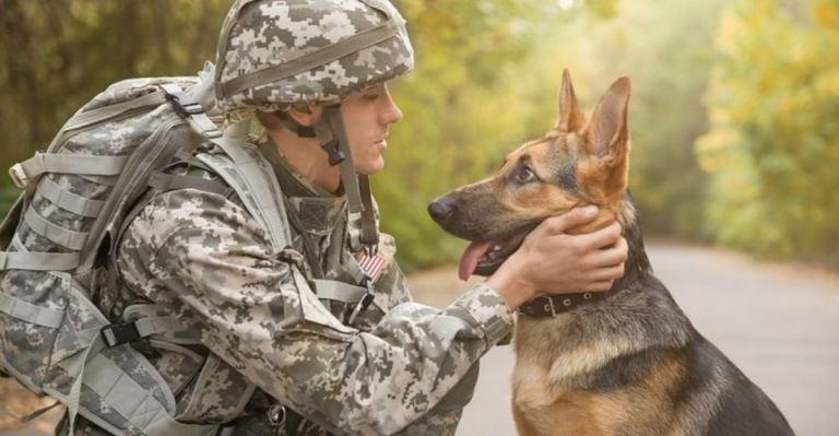 10 Incredible Roles Dogs Have In the Military